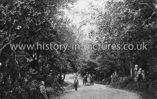 Forest Road, Epping Forest, Essex. c.1908